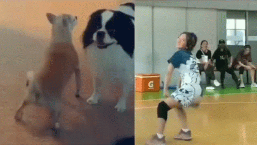 Twerking Dog And Woman GIF