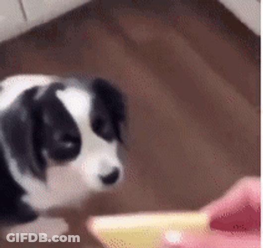 Twerking Dog Apple GIF