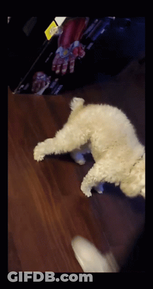 Twerking Dog Bichon Tail GIF