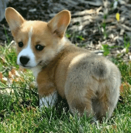Twerking Dog Corgi Rock In Everywhere GIF