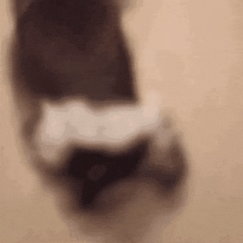 Twerking Dog Crazy GIF