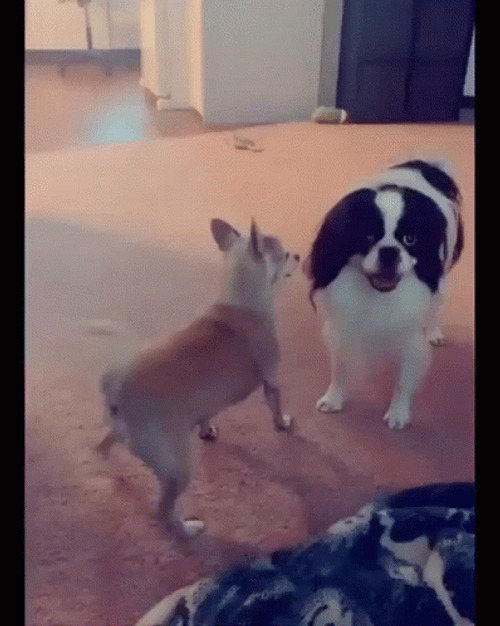 Twerking Dog Dancing And Booty Poping GIF