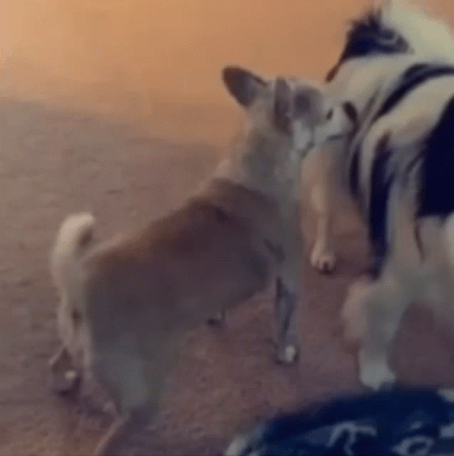 Twerking Dog Funny Chihuahua GIF