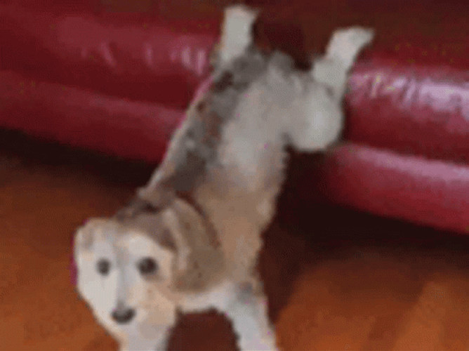 Twerking Dog On The Sofa GIF