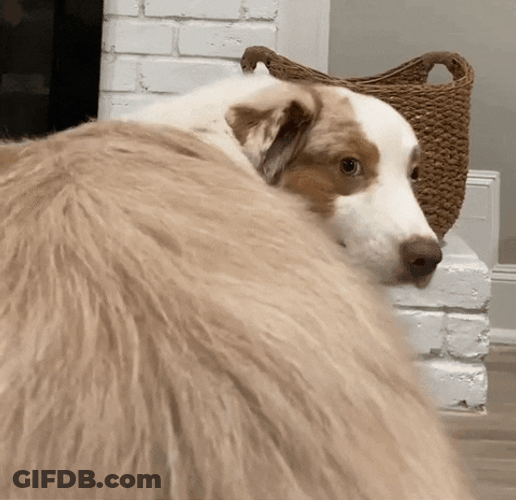 Twerking Dog Shepherd GIF