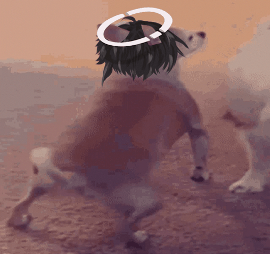 Twerking Dog With Crown GIF