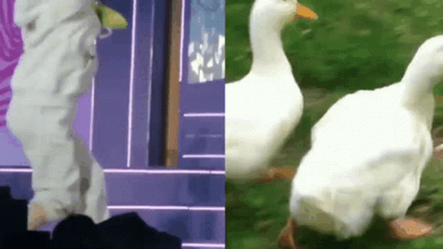 TWICE Jeongyeon Copying A Duck Waddle GIF