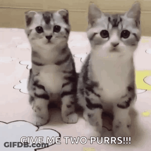 Twin Cat Dancing Meme GIF