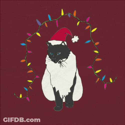 Twinkling Christmas Lights Around Black Cat GIF