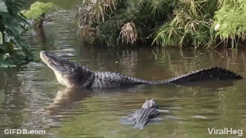 Two Alligators Are Swimming In A Body Of Water With The Words Viralhog On The Bottom Right GIF