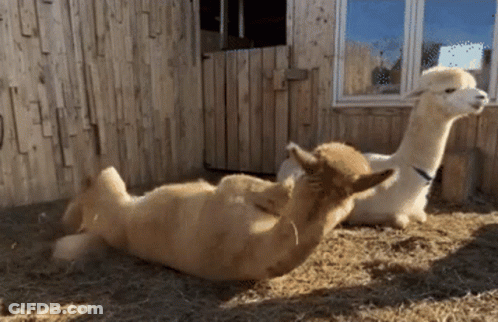 Two Alpacas Are Laying On Their Backs In A Fenced In Area GIF