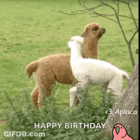 Two Alpacas Are Standing Next To Each Other In A Field With The Words Happy Birthday Written On The Bottom GIF