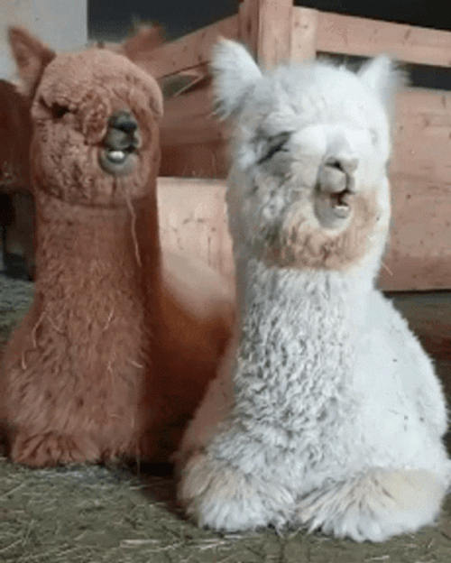 Two Alpacas Eating GIF