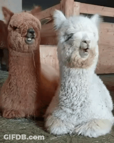 Two Alpacas Sitting Next To Each Other With Their Mouths Open GIF