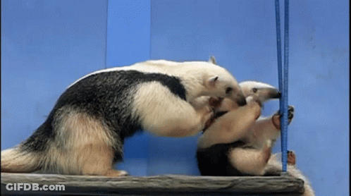 Two Anteaters Playing With Blue Ruler GIF