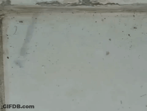 Two Ants Shaking Hands With A Man 'S Hand GIF