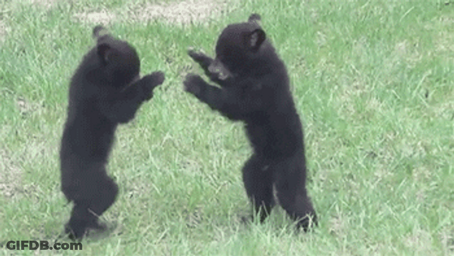 Two Baby Bear Fighting GIF