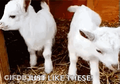 Two Baby Goats In Cage Saying Just Like These GIF