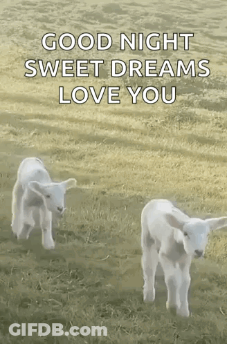 Two Baby Goats Standing In Field With Good Night Sweet Dreams Love You GIF