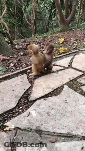 Two Baby Monkeys Are Playing On A Stone Path . GIF