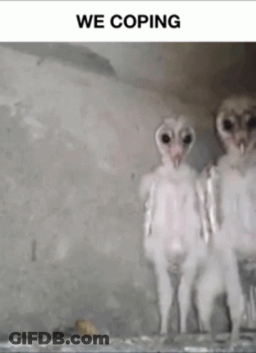 Two Baby Owls Are Standing Next To Each Other With The Words We Coping Above Them . GIF