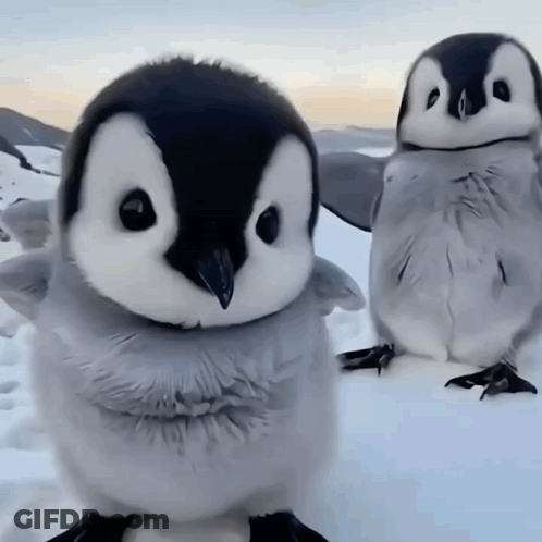Two Baby Penguins Are Standing In The Snow And One Is Looking At The Camera GIF