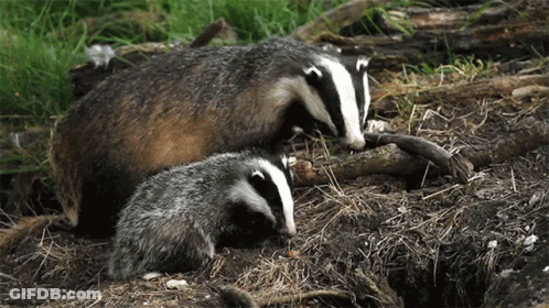 Two Badgers Laying In Dirt Near Hole GIF