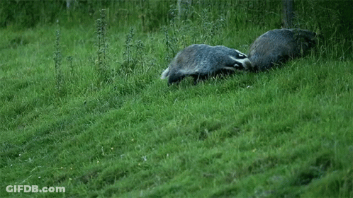 Two Badgers Playing In Grass One Laying Down GIF