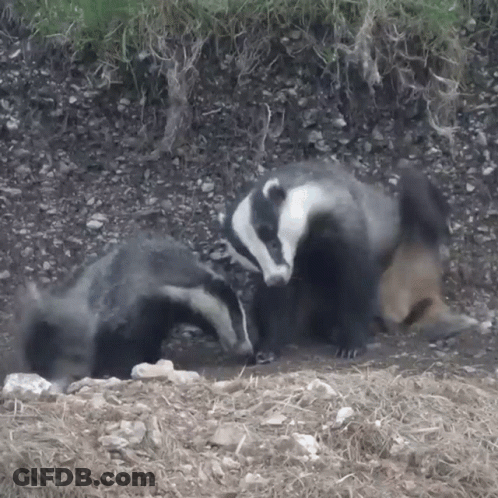 Two Badgers Standing Next To Each Other On Dirt GIF