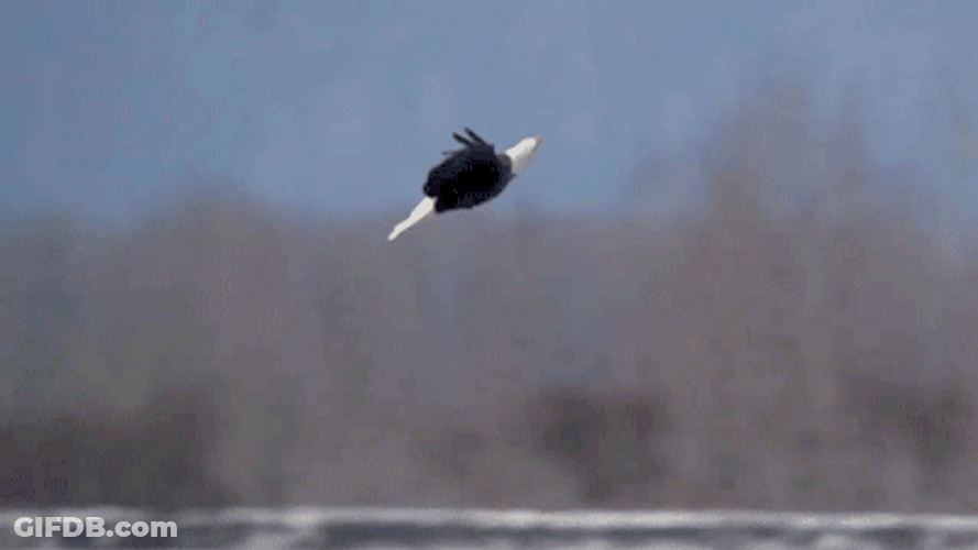 Two Bald Eagle Enjoys Flying GIF