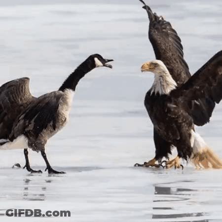 Two Bald Eagles And Goose On Snowy Surface GIF