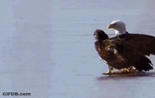 Two Bald Eagles Are Standing On Ice And One Is Walking GIF