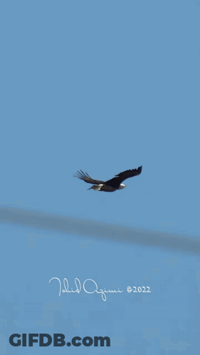 Two Bald Eagles Flying In Blue Sky GIF