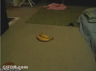 Two Bananas Are Laying On The Floor Next To A Bed With Senorgif.com At The Bottom GIF