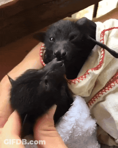 Two Bats Are Laying On A Person 'S Lap And One Of Them Is Wearing A White Towel With Red Stitching GIF
