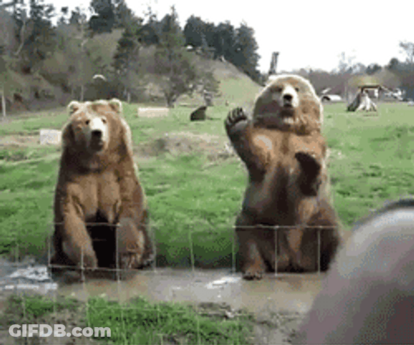 Two Bear Waving GIF