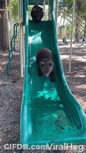 Two Bears Are Going Down A Slide At A Playground And The Slide Is Labeled Viralhog GIF