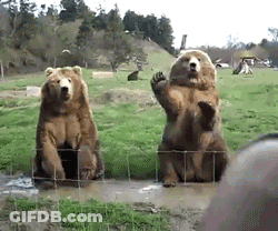 Two Bears Are Standing On Their Hind Legs And Waving At A Person GIF