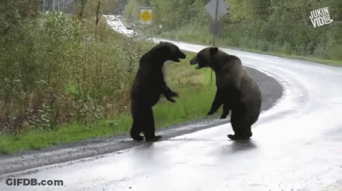 Two Bears Beside Road With Jukin Vine Sign GIF