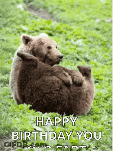 Two Bears Laying In Grass Happy Birthday You Old Fart GIF