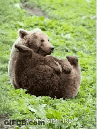 Two Bears Laying On Each Other In Field GIF