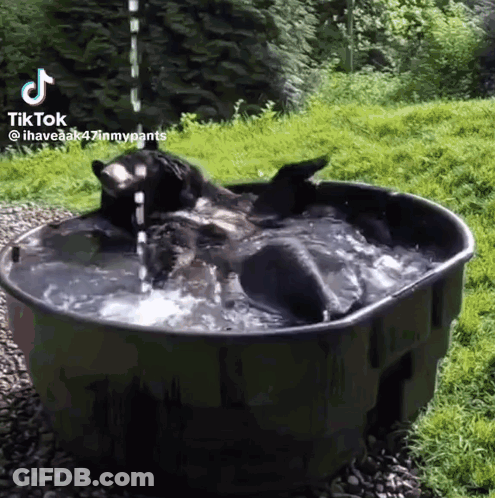 Two Bears Playing In Tub Of Water GIF