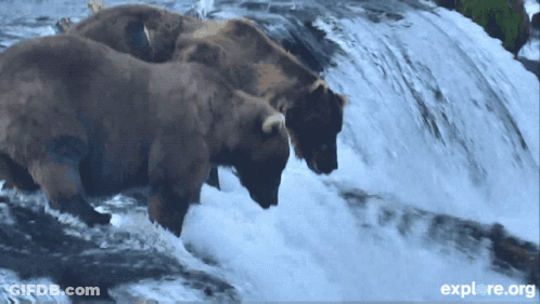 Two Bears Standing In Waterfall With Explore.org GIF