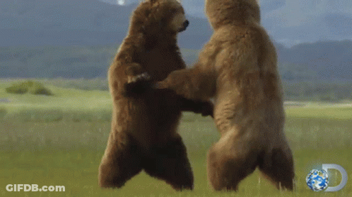 Two Bears Standing On Hind Legs With Discovery Logo GIF