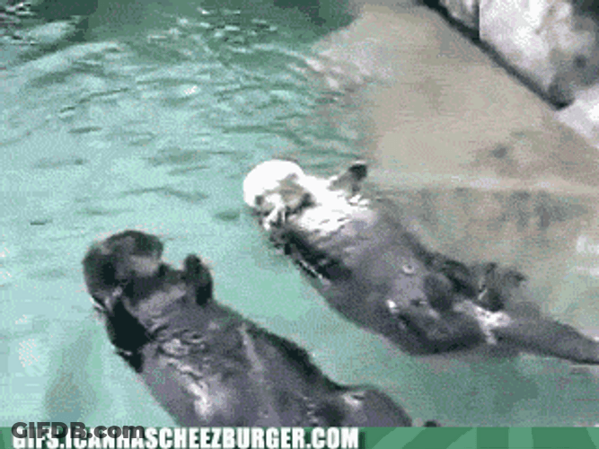 Two Beaver Cute Romance GIF