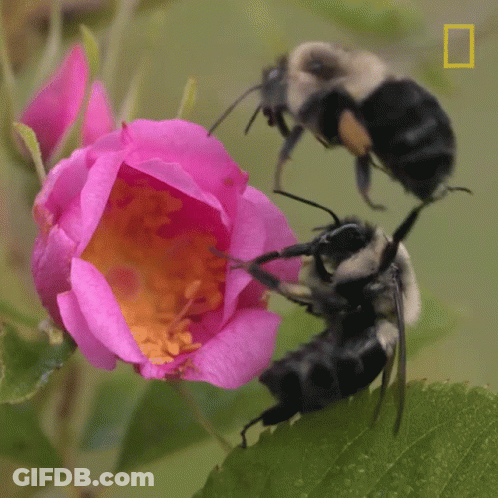 Two Bees Are Gathering Nectar From A Pink Flower With A National Geographic Logo In The Background GIF