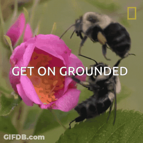 Two Bees Crawling On Pink Flower GIF