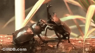 Two Beetles Fighting On Wood GIF