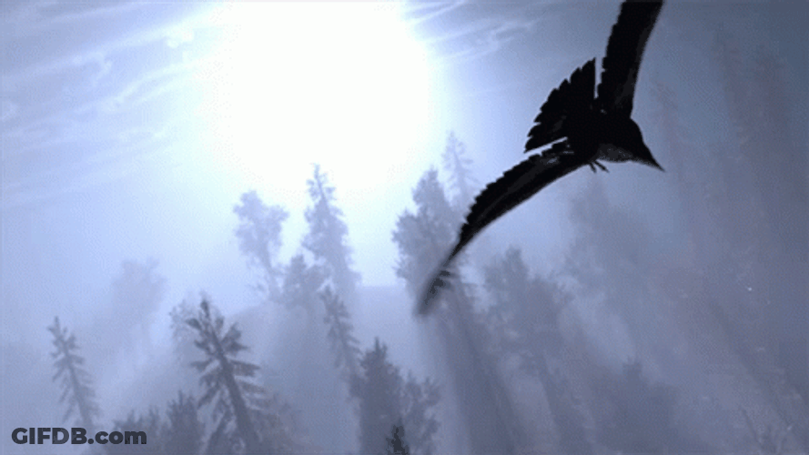Two Bird Flying Over Forest GIF