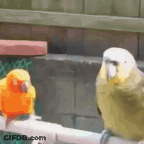 Two Birds Are Perched On A Branch And One Is Orange And The Other Is Green GIF